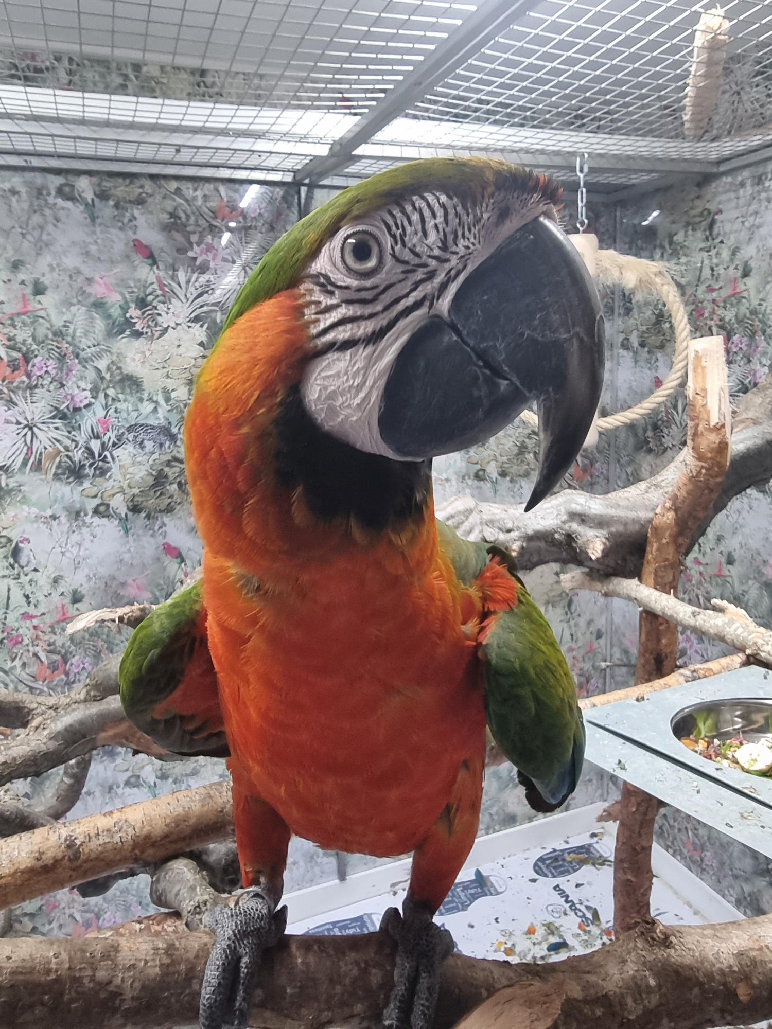 FeniX
